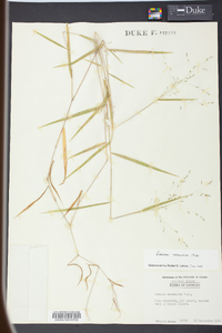 Kellochloa verrucosa image