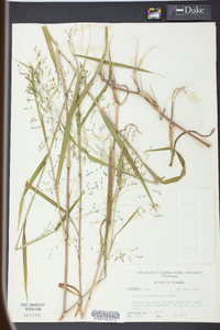 Kellochloa verrucosa image