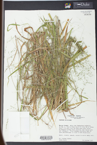 Kellochloa verrucosa image