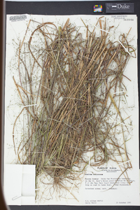 Kellochloa verrucosa image