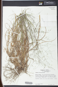 Kellochloa verrucosa image