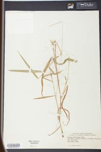 Kellochloa verrucosa image