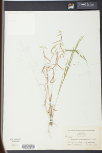 Kellochloa verrucosa image