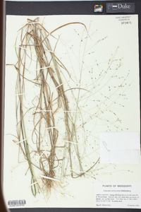 Kellochloa verrucosa image