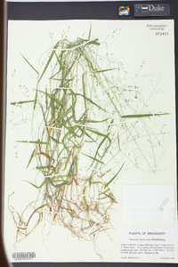 Kellochloa verrucosa image