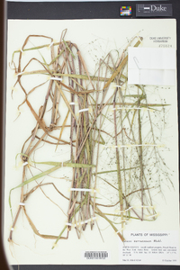 Kellochloa verrucosa image