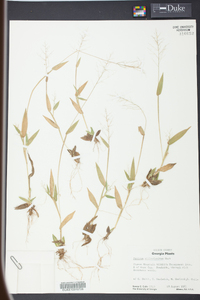 Panicum villosissimum image