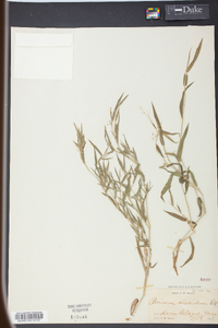 Panicum scoparium image