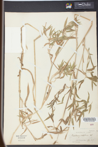 Panicum scoparium image