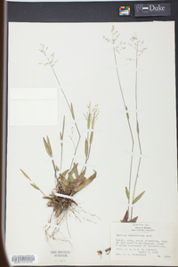 Panicum webberianum image