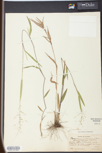 Panicum webberianum image