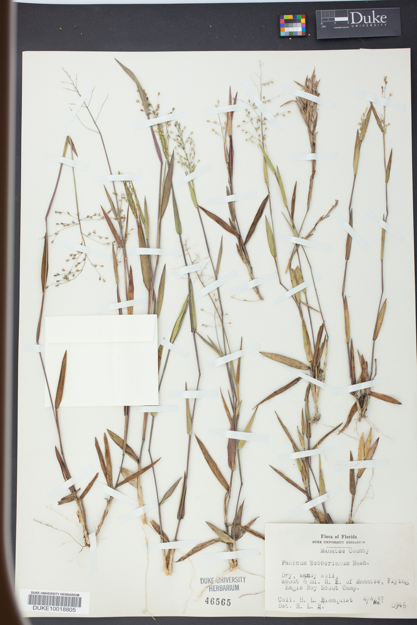 Panicum webberianum image