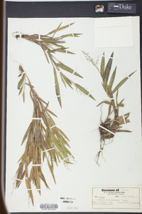 Panicum webberianum image