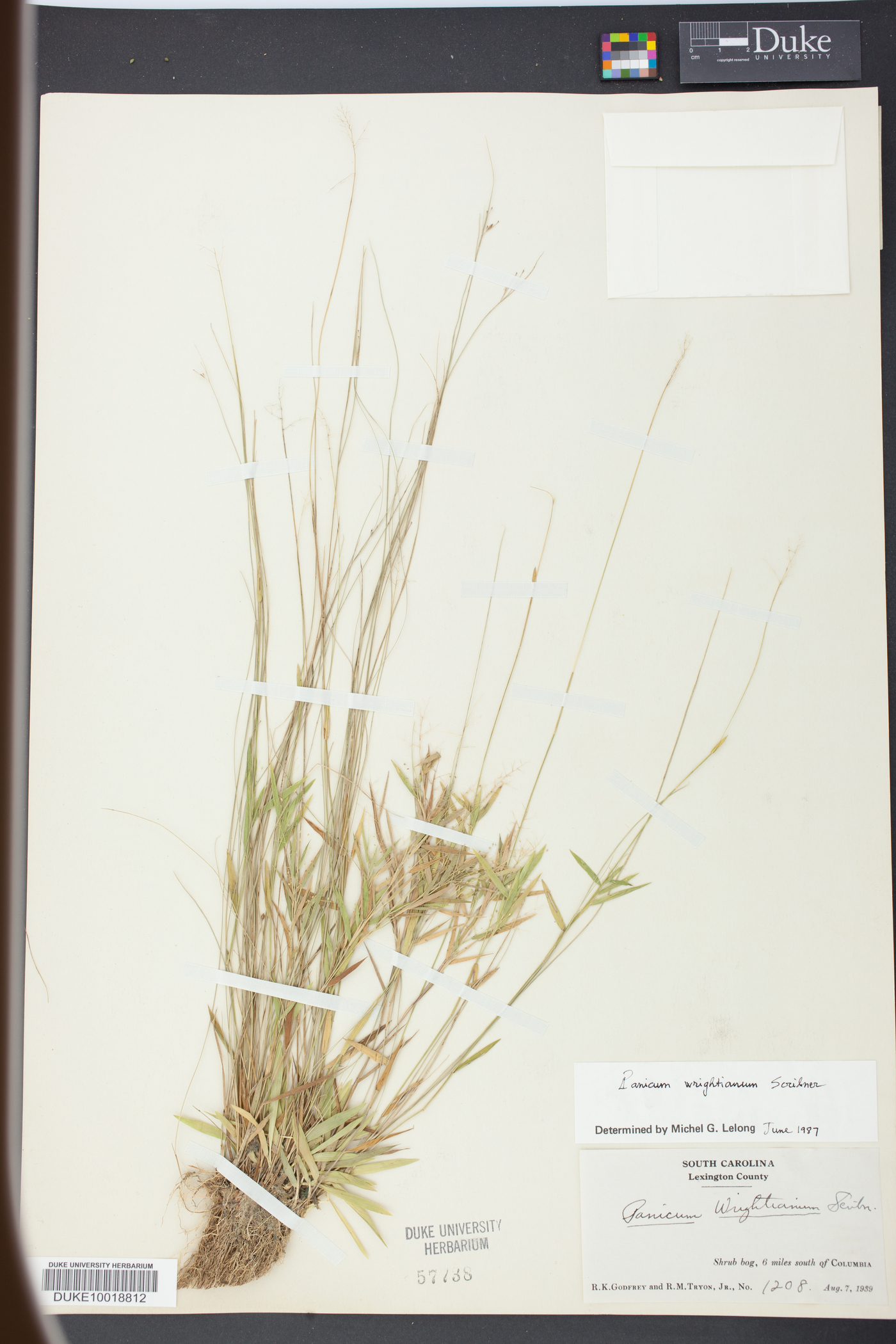 Panicum wrightianum image