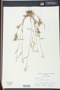 Panicum wrightianum image