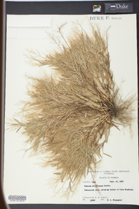 Panicum wrightianum image