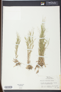 Panicum wrightianum image