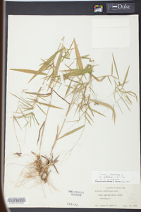 Panicum yadkinense image