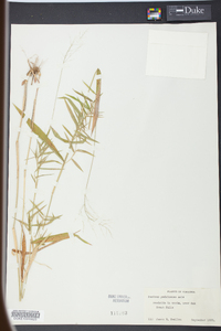 Panicum yadkinense image