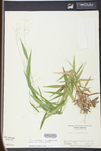 Panicum yadkinense image