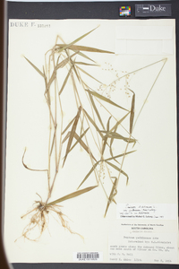 Panicum yadkinense image