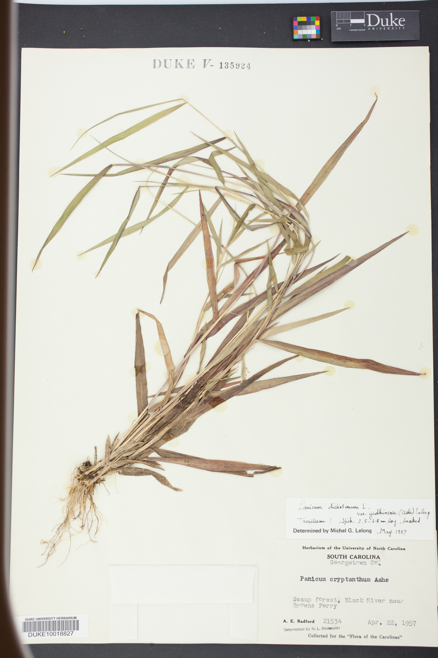 Panicum yadkinense image