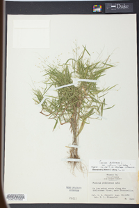 Panicum yadkinense image