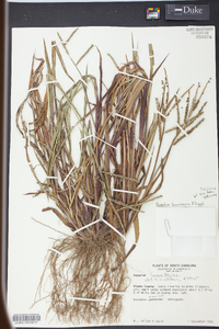 Paspalum boscianum image