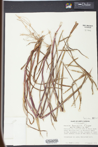 Paspalum boscianum image