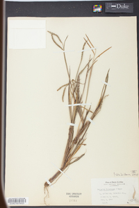 Paspalum boscianum image
