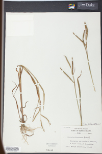 Paspalum boscianum image