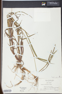 Paspalum boscianum image