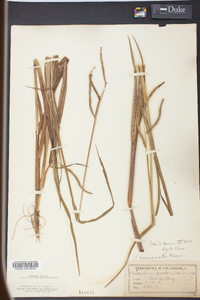 Paspalum boscianum image