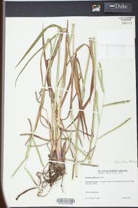 Paspalum dilatatum image