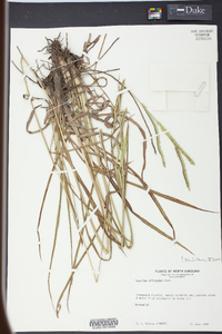 Paspalum dilatatum image