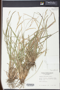 Paspalum dilatatum image