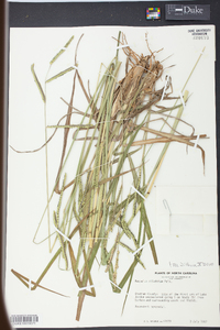 Paspalum dilatatum image