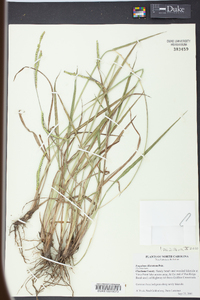 Paspalum dilatatum image