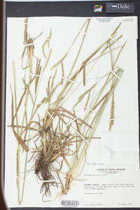 Paspalum dilatatum image