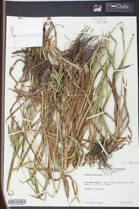 Paspalum dilatatum image