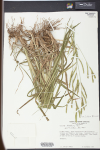 Paspalum dilatatum image