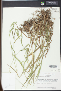 Paspalum dilatatum image