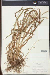 Paspalum dilatatum image