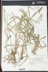 Paspalum dilatatum image