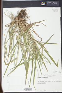 Paspalum dilatatum image