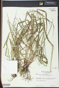 Paspalum dilatatum image