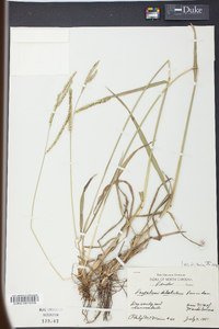 Paspalum dilatatum image