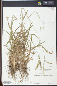 Paspalum dilatatum image