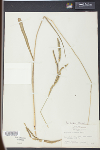 Paspalum dilatatum image