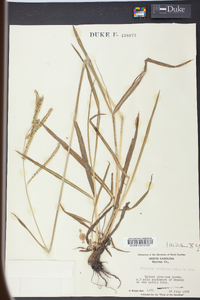 Paspalum dilatatum image